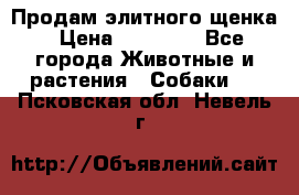 Продам элитного щенка › Цена ­ 30 000 - Все города Животные и растения » Собаки   . Псковская обл.,Невель г.